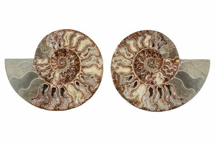 Agatized, Cut & Polished Ammonite Fossil - Madagasar #191586